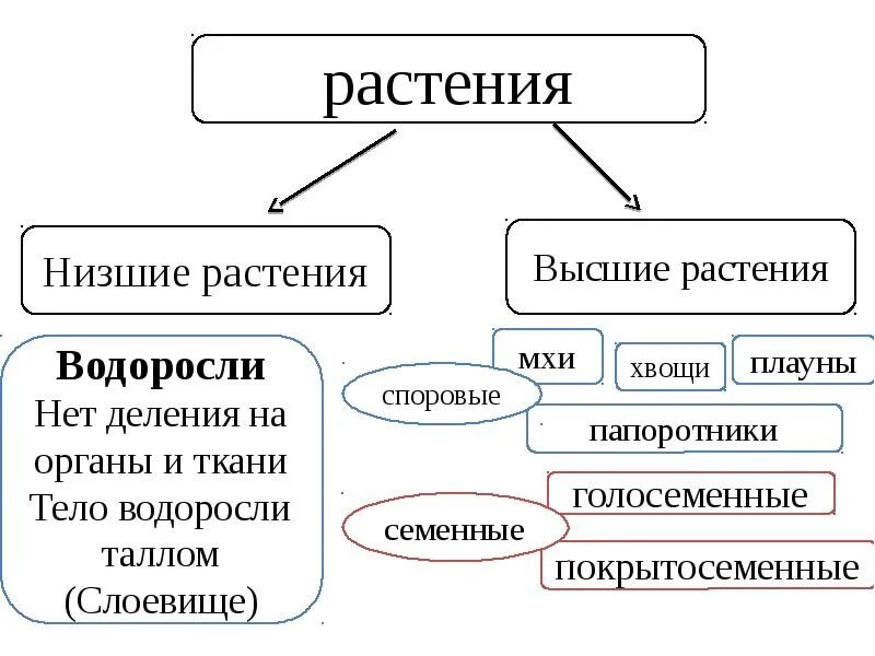 Основная характеристика низших растений. Систематика растений высшие и низшие растения. Строение высших и низших растений. Низшие высшие споровые семенные растения. Схема низших и высших растений.