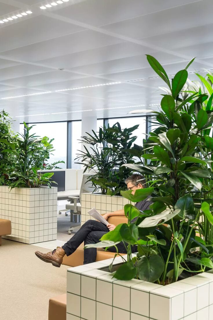 Офисные растения. Перегородка из растений в офисе. Необычные растения в офис. Тропический офис. Space plants