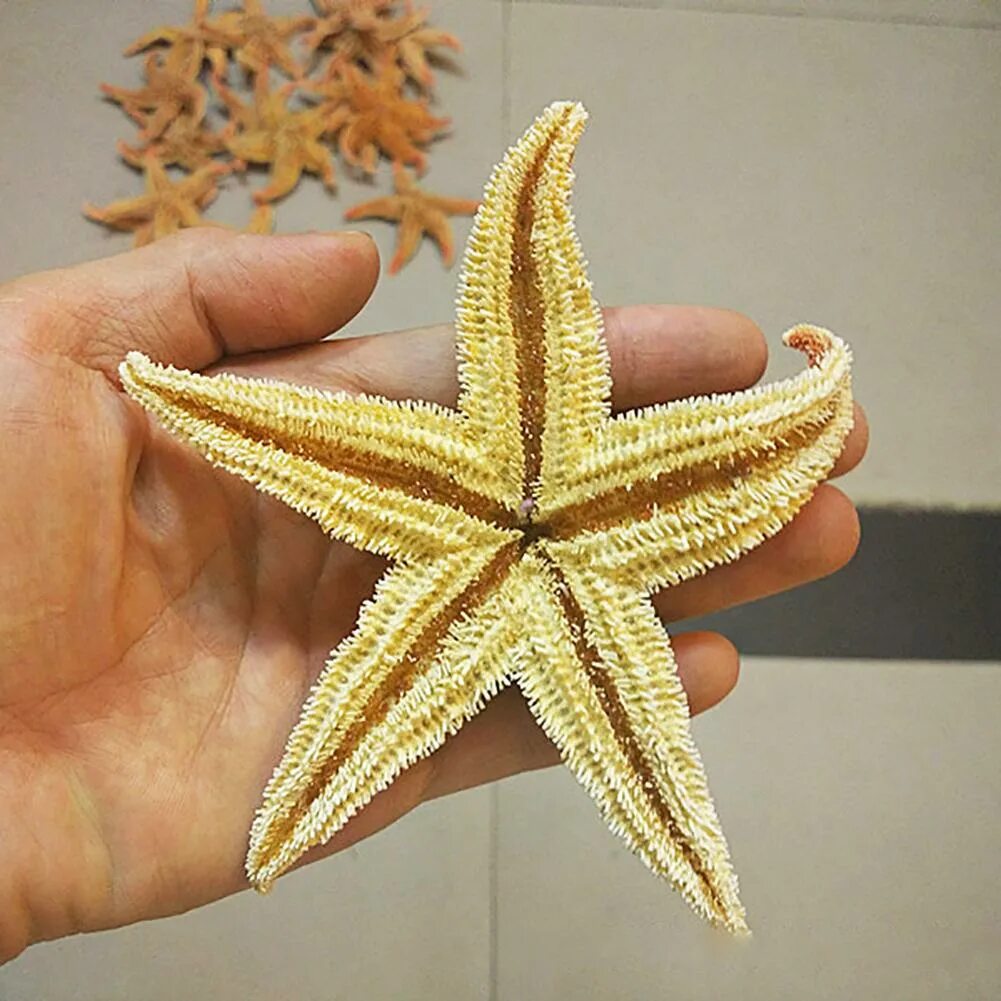 Морская звезда сухая. Средиземноморская морская звезда. Морская звезда. Сушеная морская звезда. Сушеная морская звезда.