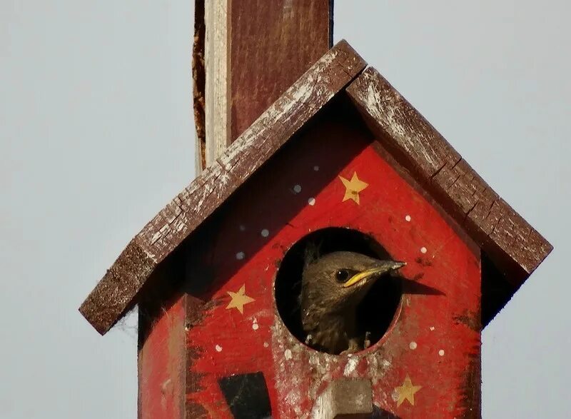 скворечник картина. скворцы прилетели. скворец сибирский. браминский скворец. приспособление к условиям зимы скворец.