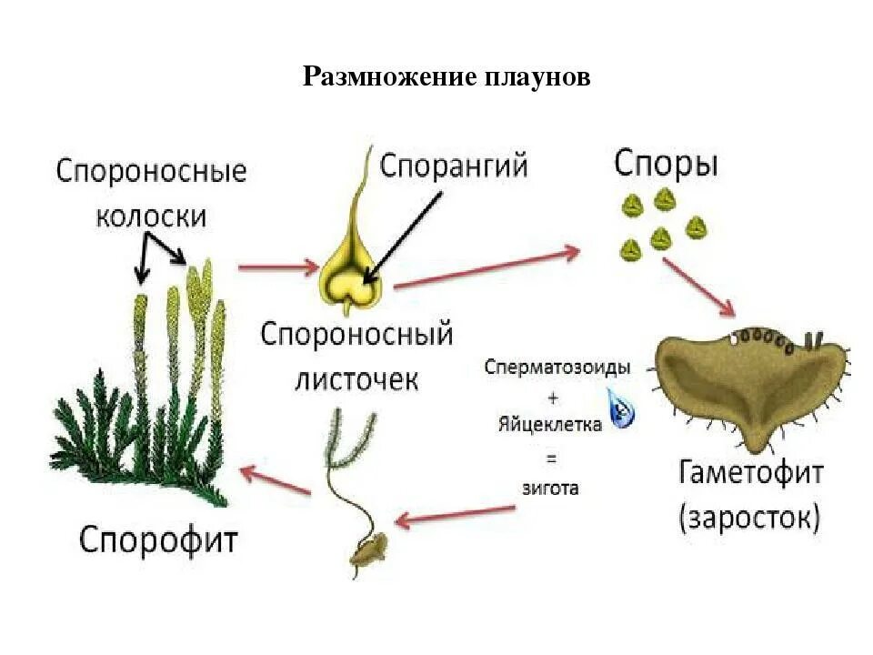 Чем представлен спорофит у водорослей. Цикл размножения плауна. Цикл развития плауна булавовидного схема. Строение спор плауна. Споры плауна строение.