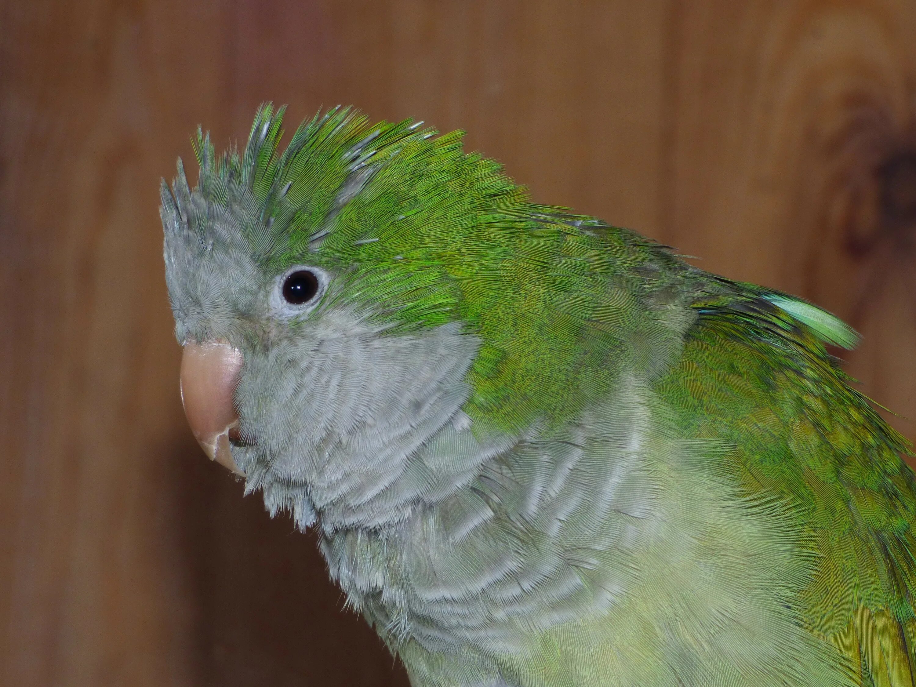 Лори широкохвостый попугай. Порода попугая Ричи. Попугай зеленый волнистик. Аргентинский зеленый попугай.