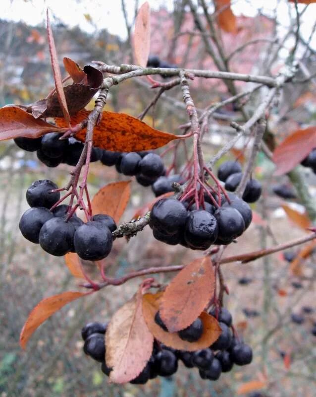 калина черная. аронія чорноплідна. черноплодная рябина кустарник. рябина черноплодная розоцветные. калина черноплодная рябина.