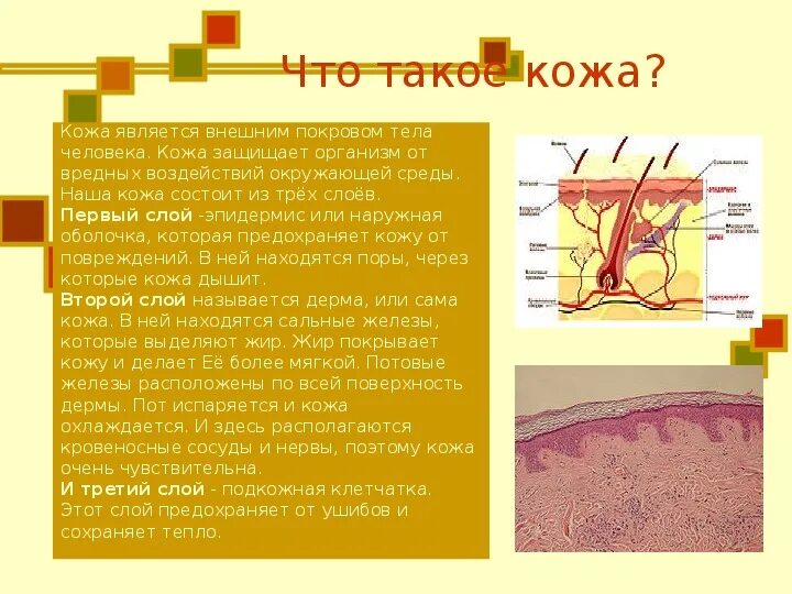 Ответы Mail.ru: Эпителия и дерма