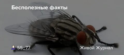 Факты а не