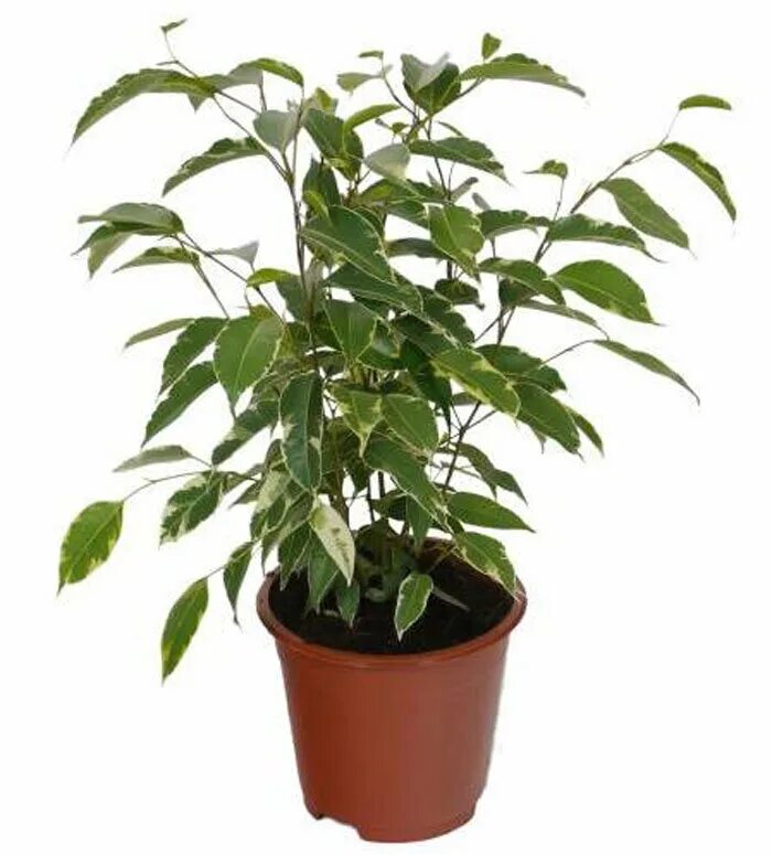 Фикус бенджамина. Фикус голден кинг ficus golden king. Фикус бенджамина голден кинг. Фикус бенджамина голден кинг. Фикус бендж голден кинг.