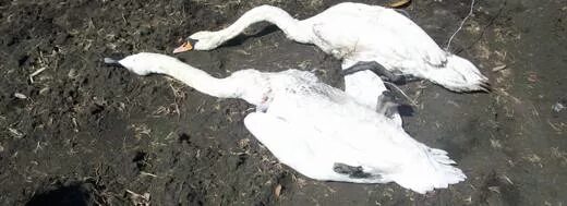 Не убивайте лебедей. Не убивайте лебедей