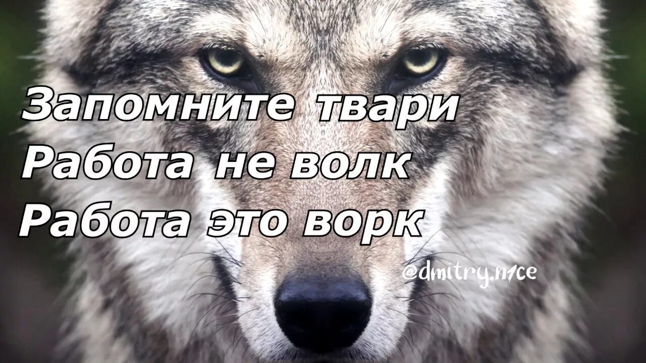 Безумно быть первым волк. Цитаты Волков. Цитаты волка. Цитаты про Волков смешные. Цитаты волка смешные.