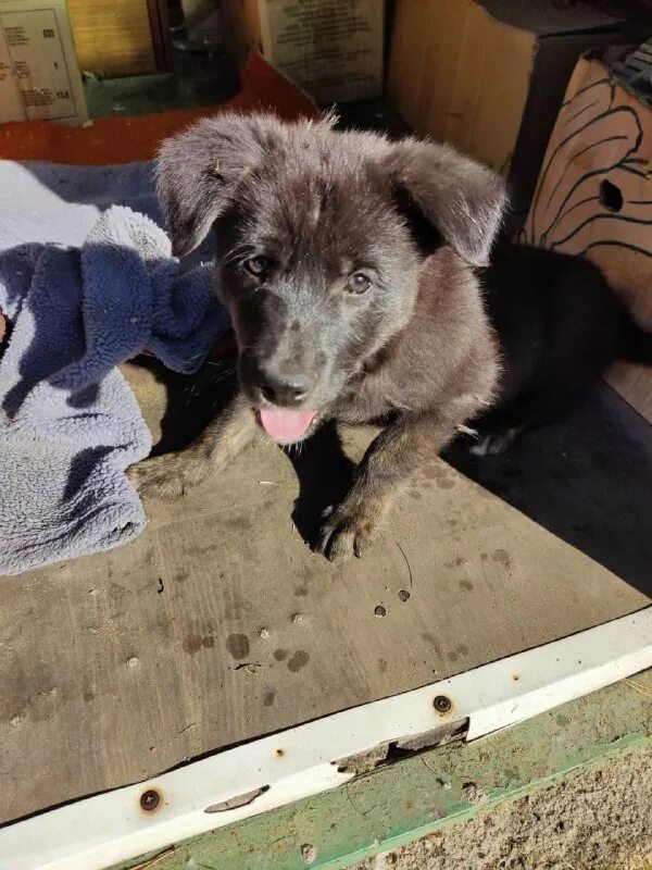 Ярмарка фестиваль. Главное управления ветеринарии смоленской области информирует. Ветеринария смоленская область. Архипенков торгово промышленная палата. Рабочее совещание.