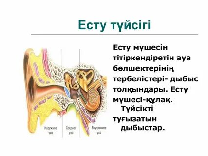 Керемет мүше