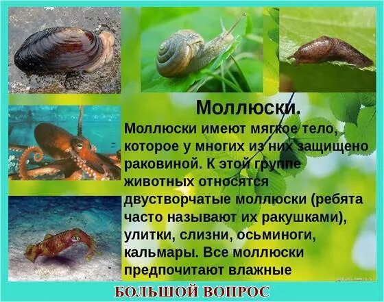 Моллюски описание животного