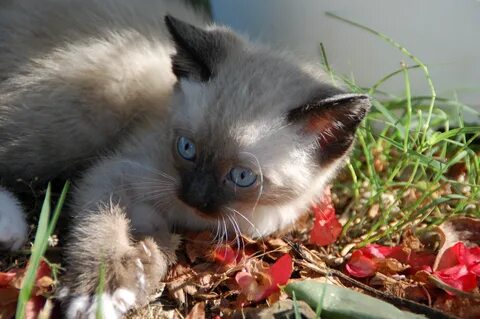 Слушать маленьких котят