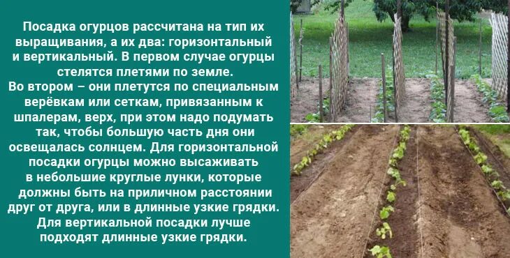 Рассада огурцов расстояние. Схема посева огурцов в открытый грунт семенами. Огурцы схема посадки в открытый грунт рассадой. Огурцы посадка в открытый грунт. Огурцы высадка в открытый грунт.