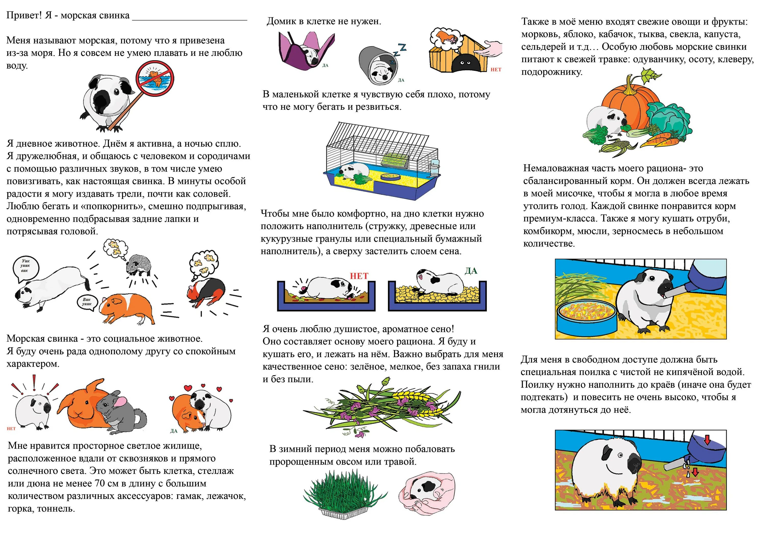 Что можно давать свинке. Чем можно кормить морскую свинку список. Чем кормить морских свинок в домашних условиях таблица. Рацион питания морской свинки. Список продуктов для морской свинки таблица.