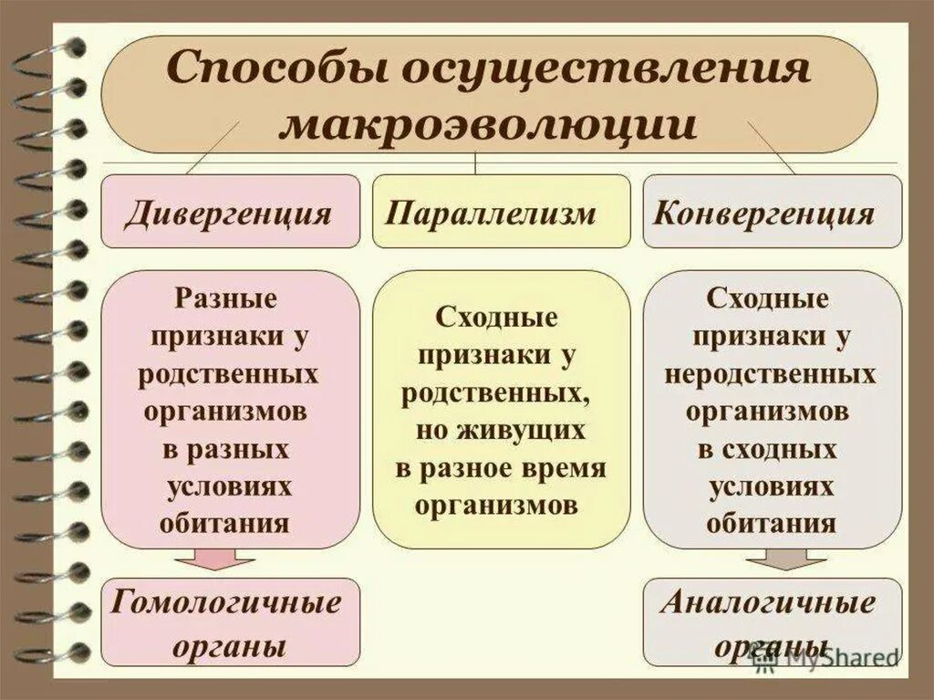 Конвергенция и дивергенция это направления эволюции. Дивергенция и конвергенция примеры. Дивергенция конвергенция параллелизм. Эволюционные процессы конвергенция и дивергенция. Группы методов эволюции