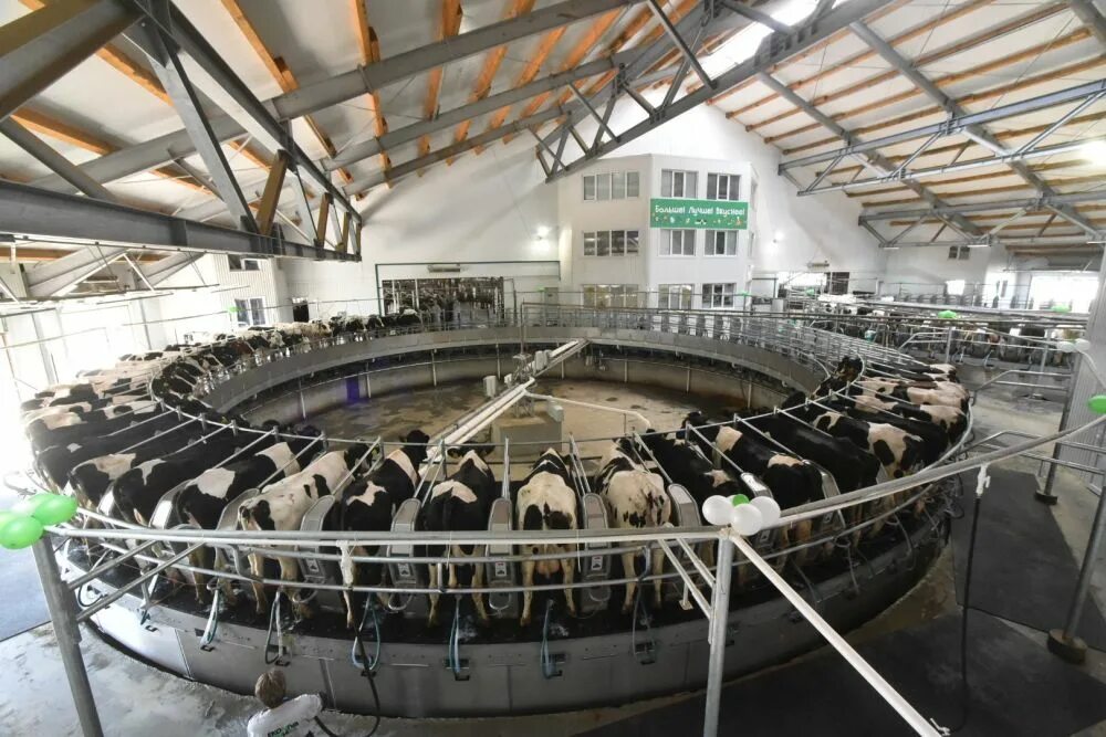 Эконива маслянино. Сибирская нива продукция. Маслянино ферма эконива. Эконива апк холдинг. Академия молочных наук продукция.