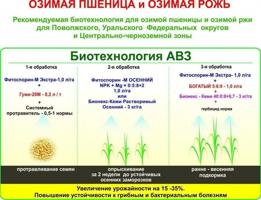 Внесение удобрений озимая пшеница. Озимые зерновые культуры внесение удобрений. Фазы вегетации яровой пшеницы. Этапы вегетации озимой пшеницы. Удобрение яровой пшеницы схема.