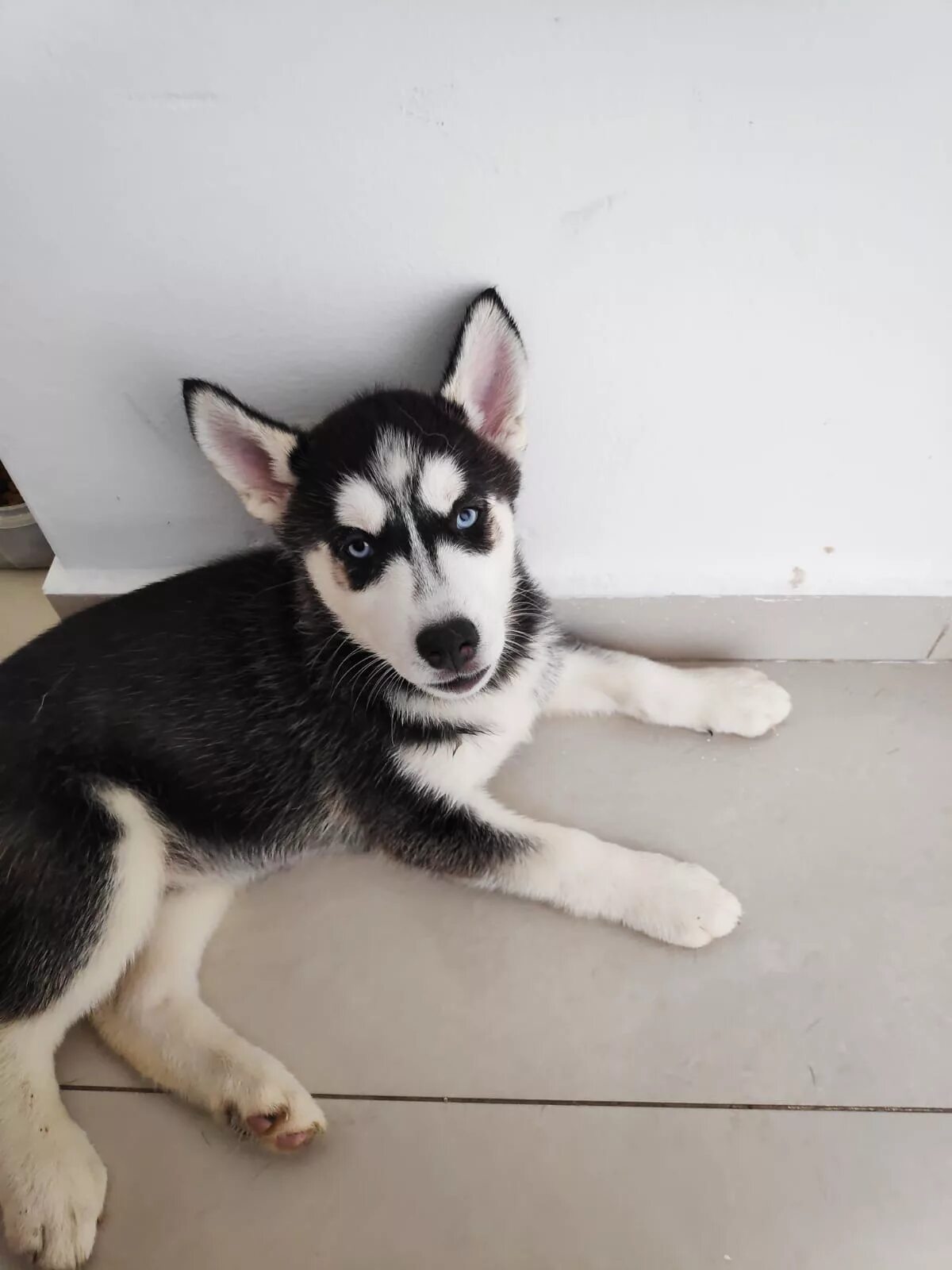 5 мес. Щенок хаски 2 месяца. Сибирский хаски 2 месяца. Щенок хаски 1 год. Как выглядят хаски в месяц.