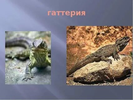 Гаттерия живое ископаемое
