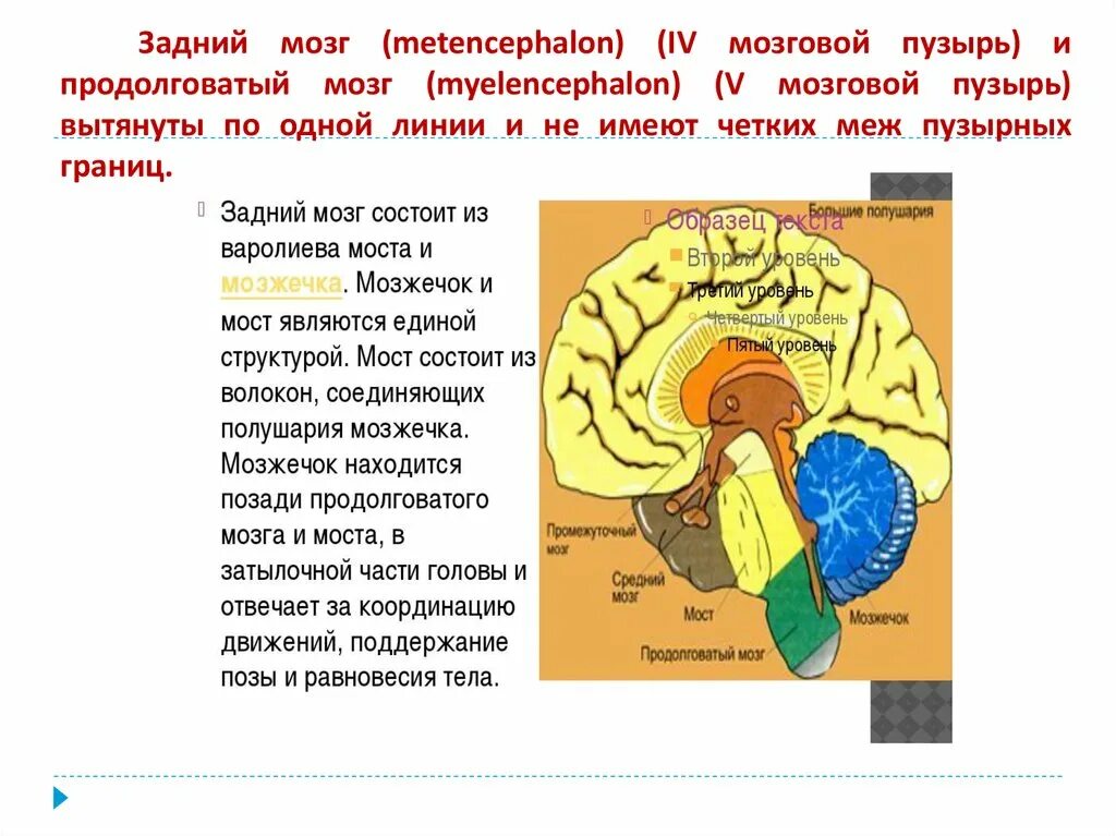 Производные заднего мозгового пузыря. Головной мозг мозговые пузыри. Задний мозг. Задний мозг развивается из мозгового пузыря. Задний головной мозг включает