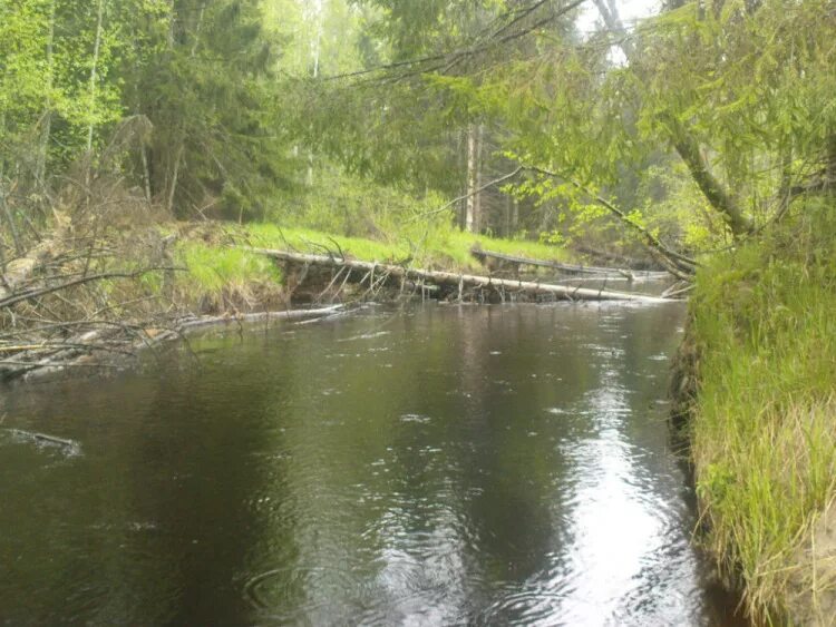 хариус в ярославской области. окунь москва река. мга рыбацкое завтра. река гурловка. мга рыбацкое завтра.
