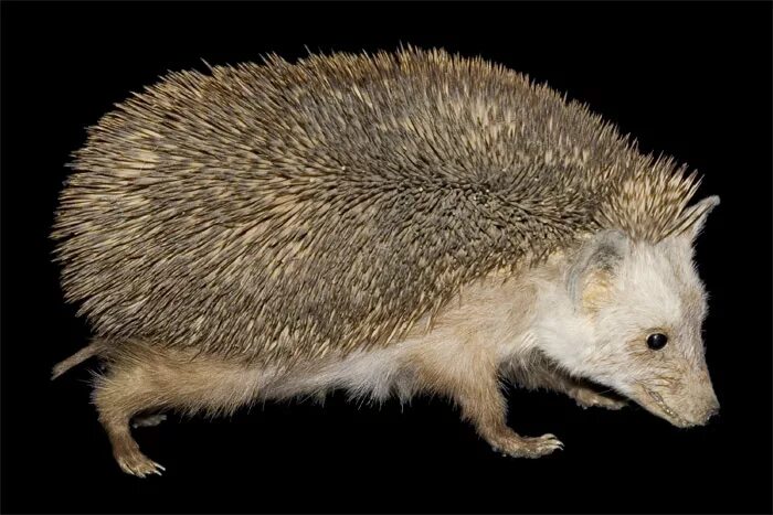 Анатомия ежа обыкновенного. Строение ежика анатомия. Части тела ежика. Анатомическое строение ежа. Анатомия ежика.