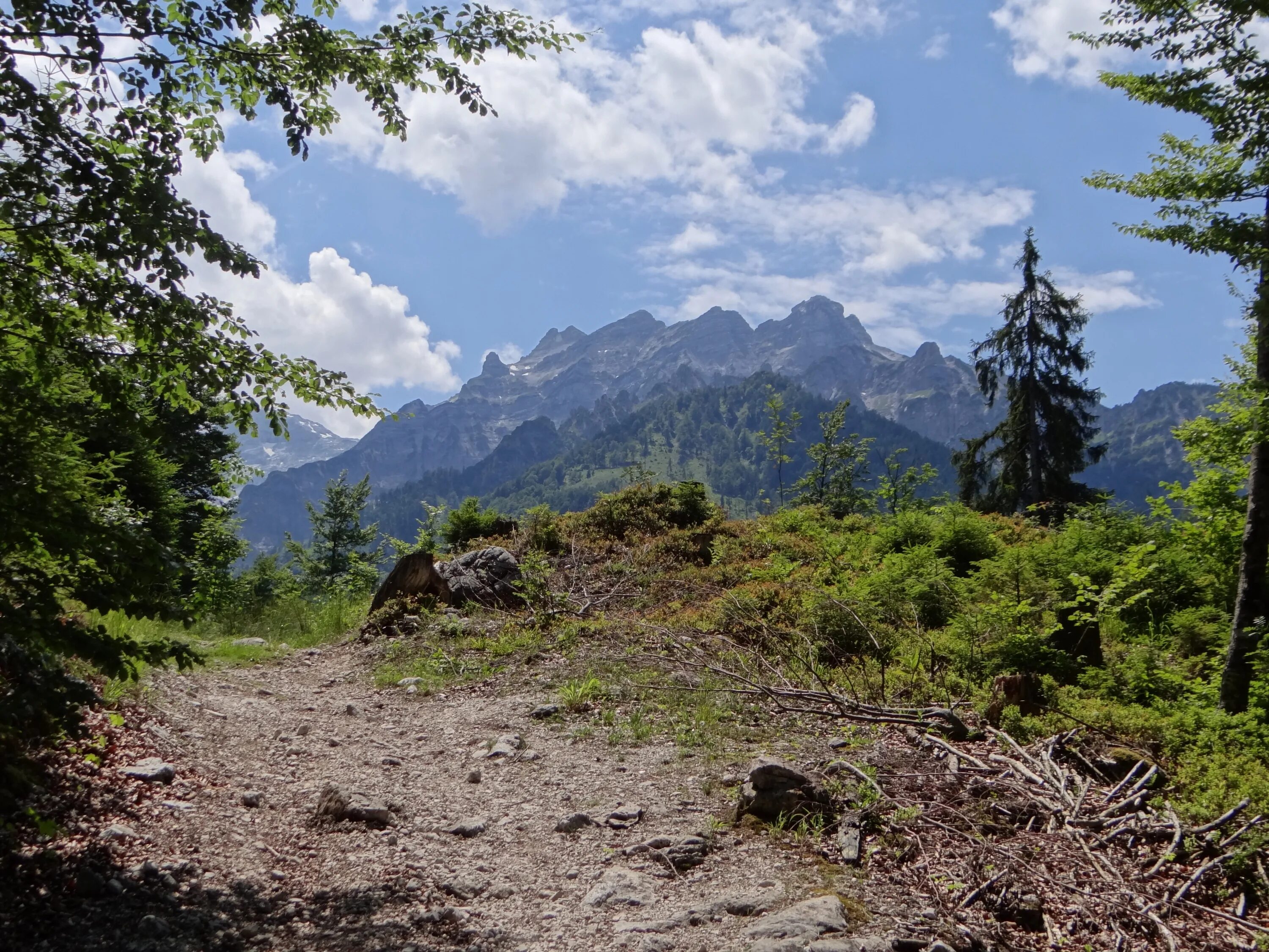 В лесах в горах содержание. Ясень горный. Почвы альпийских лесов. Alpine Mountains. Mountains and Alpine Forest Trees.