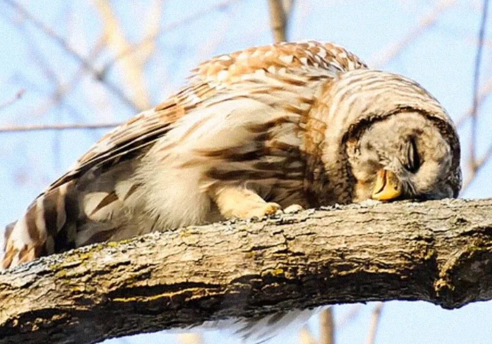 Птицы спящие зимой. Птица лежит. Спящие лебеди. Птицы спят ночью. Птицы спящие зимой.