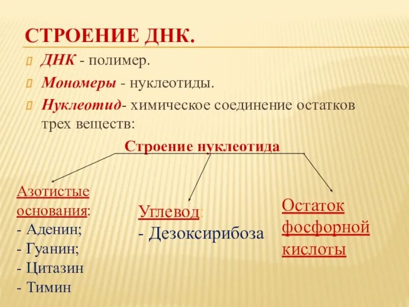 Днк какой мономер. Строение ДНК. Строение полимера ДНК. Структура ДНК. Мономер ДНК.