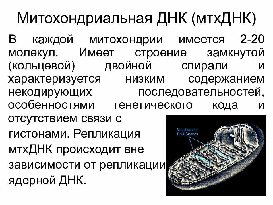 Кольцевая хромосома в митохондриях. Строение митохондрии с ДНК. Строение митохондрии и хлоропласта. Строение митохондриальной ДНК человека. Митохондриальная ДНК строение и функции.