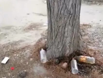 Погубить дерево быстро