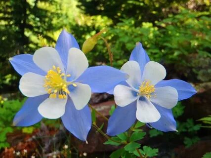 Blooming plants