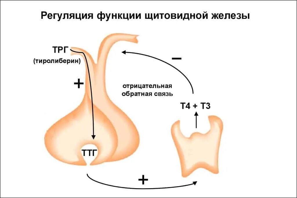 Ттг стресс. Регуляция функции щитовидной железы схема. Механизм регуляции щитовидной железы. Регуляция синтеза гормонов щитовидной железы. Гуморальная регуляция функций щитовидной железы.