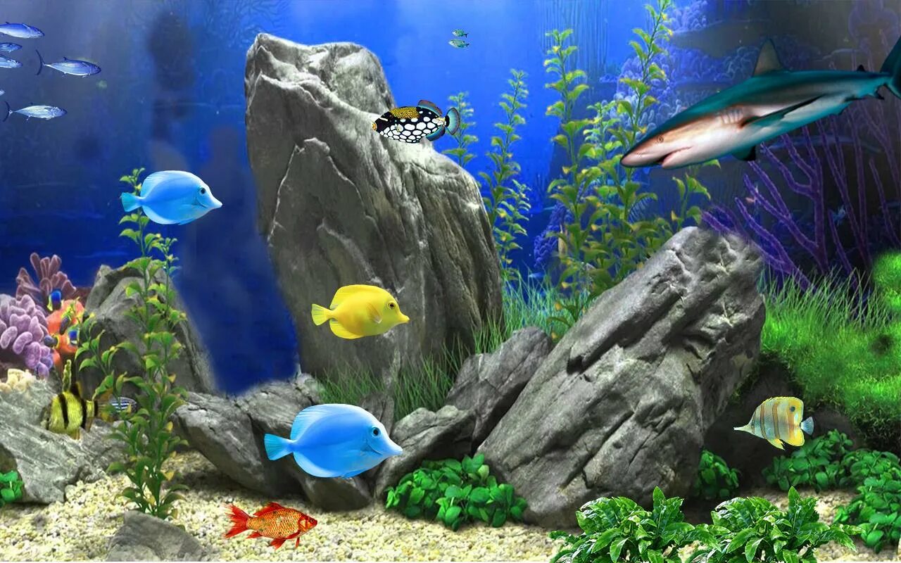 Живой аквариум. Живые обои аквариум. Аквариум 3д. Аквариум с рыбками 3д. Aquarium 3
