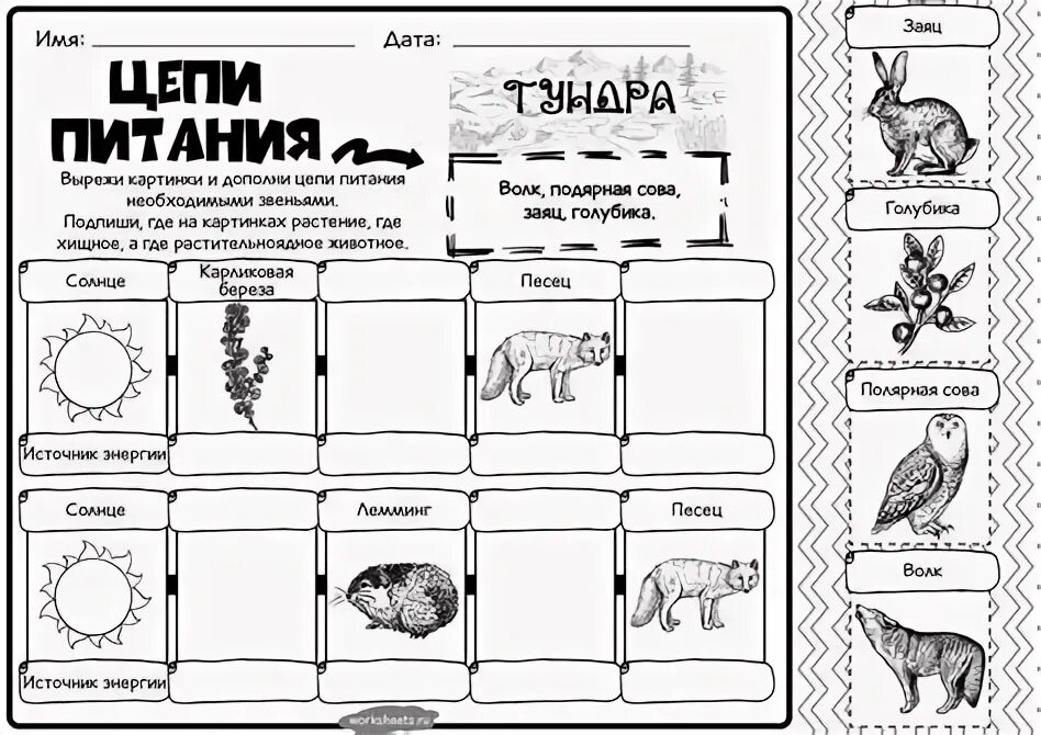 Питание рабочие листы. Цепь питания в тундре. Схема питания в тундре. Схема цепи питания. Животные тундры цепь питания.