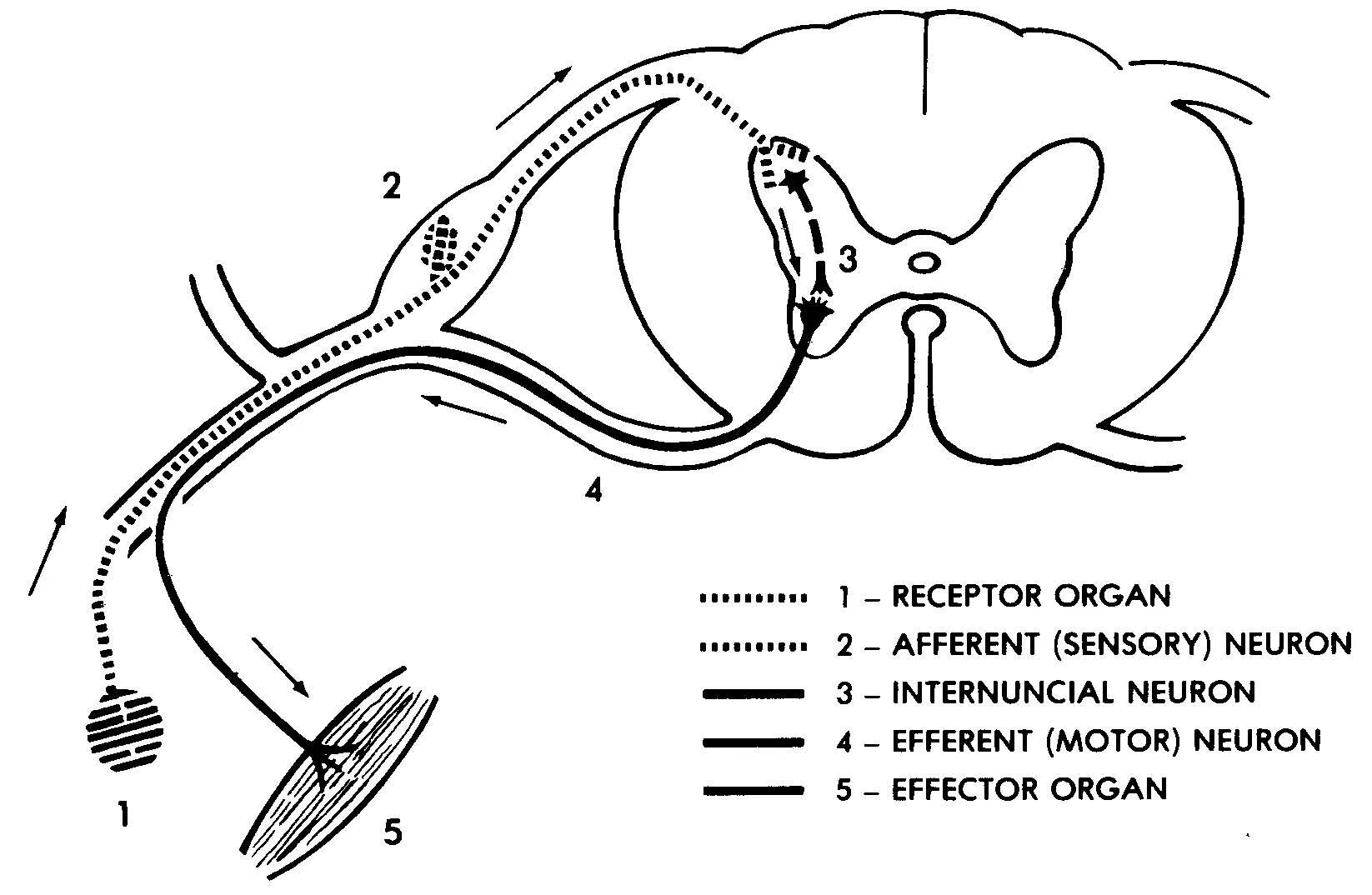 Рефлекс Якобсона. Reflex Arc. Пиломоторный рефлекс.