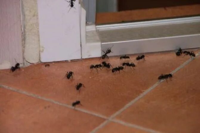 Муравьи в доме. Домашние муравьи. Квартирные муравьи. Домашние черные муравьи в квартире.