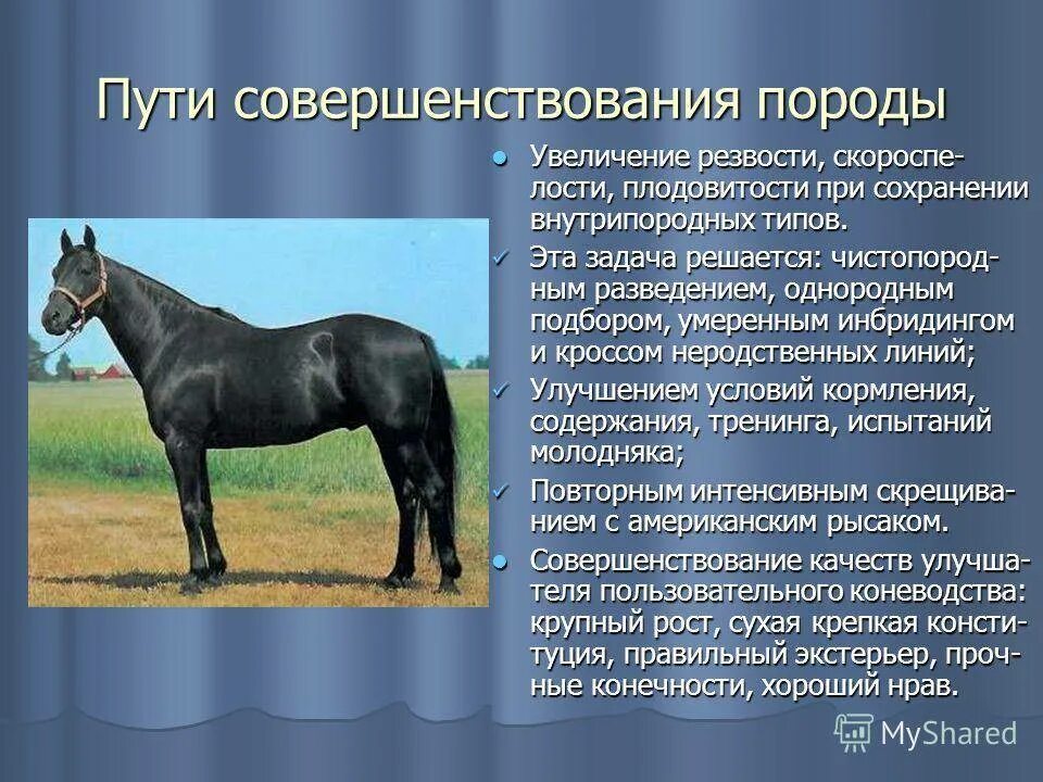 Как переводится пород. Коневодство породы. Искусственные породы лошади. Методы улучшения пород. Улучшенная верховая порода лошадей.