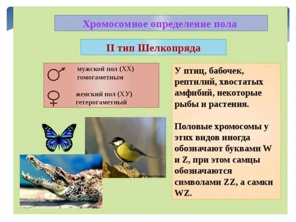 Пол у птиц хромосомы. Хромосомное определение пола. Определение пола у бабочек. Типы хромосомного определения пола. Тип хромосомного определения пола у бабочек.