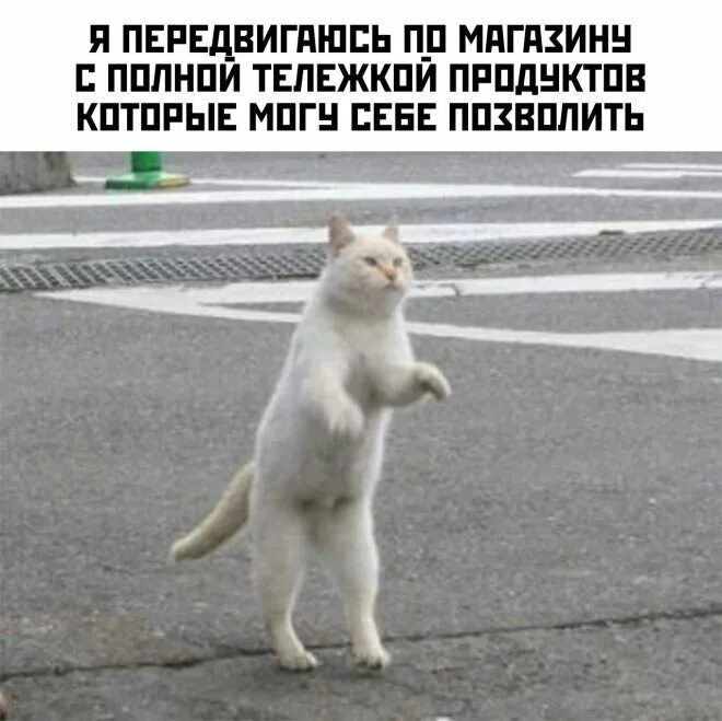 Кот идет мем. Кот стоит. коты идущие на двух лапах. кот на задних лапах. актуальные приколы.