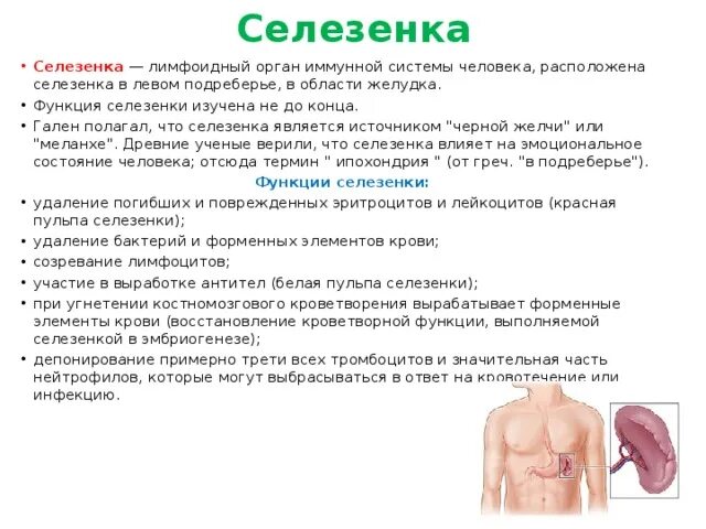 Какую функцию выполняет селезенка в организме. Селезенка функции в организме. селезенка за что отвечает. селезенка за что отвечает в организме у человека. функции селезёнки у человека.