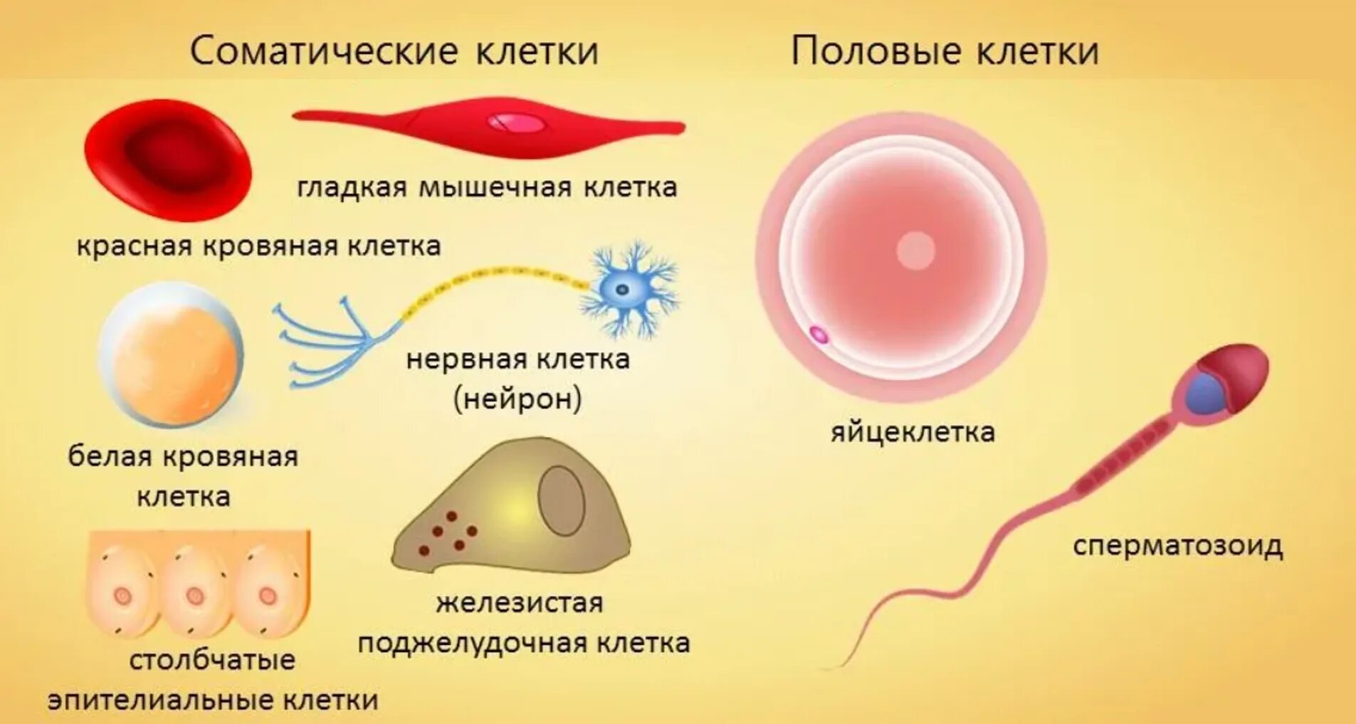 Сколько половых клеток содержит человек. Соматические клетки человека. соматическая и половая клетка. соматические клетки примеры.