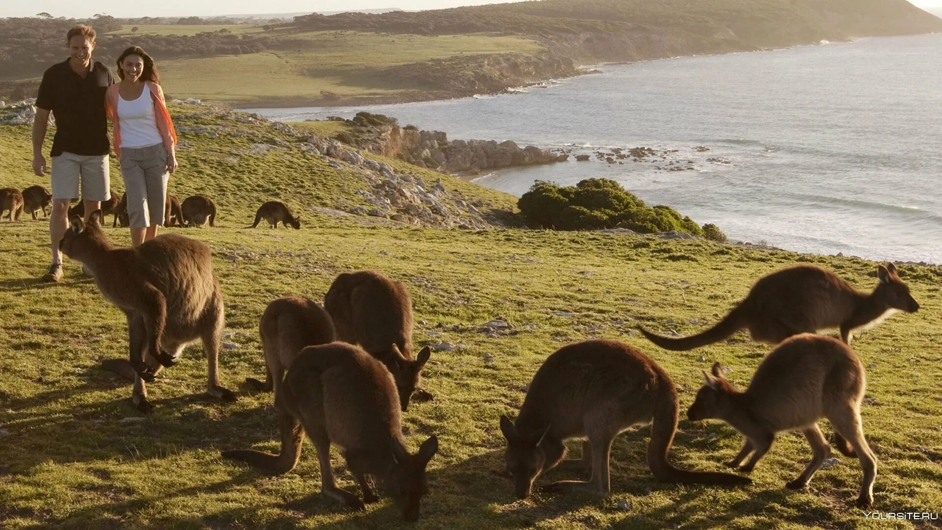 Почему в австралии много животных. Остров кенгуру (kangaroo island). остров кенгуру (залив сент-винсент). кенгуру в австралии.