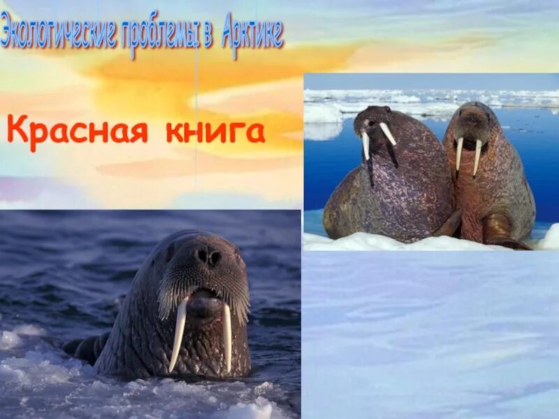 Растительный мир острова врангеля. Красная книга зона арктических пустынь. Заповедник остров врангеля растения. Животные арктических пустынь красная книга. Животные арктики овцебык.
