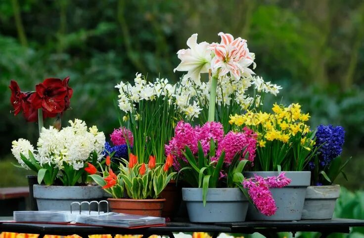 Fritillaria imperialis Bulb flowers, Orange flowers, Plants