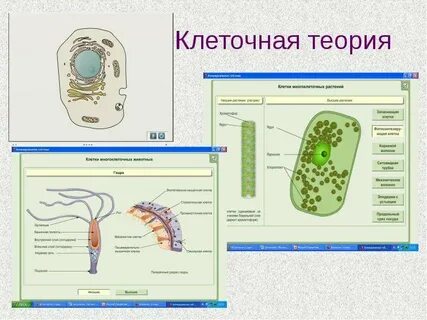 Биология клеток клеточная теория строение клетки
