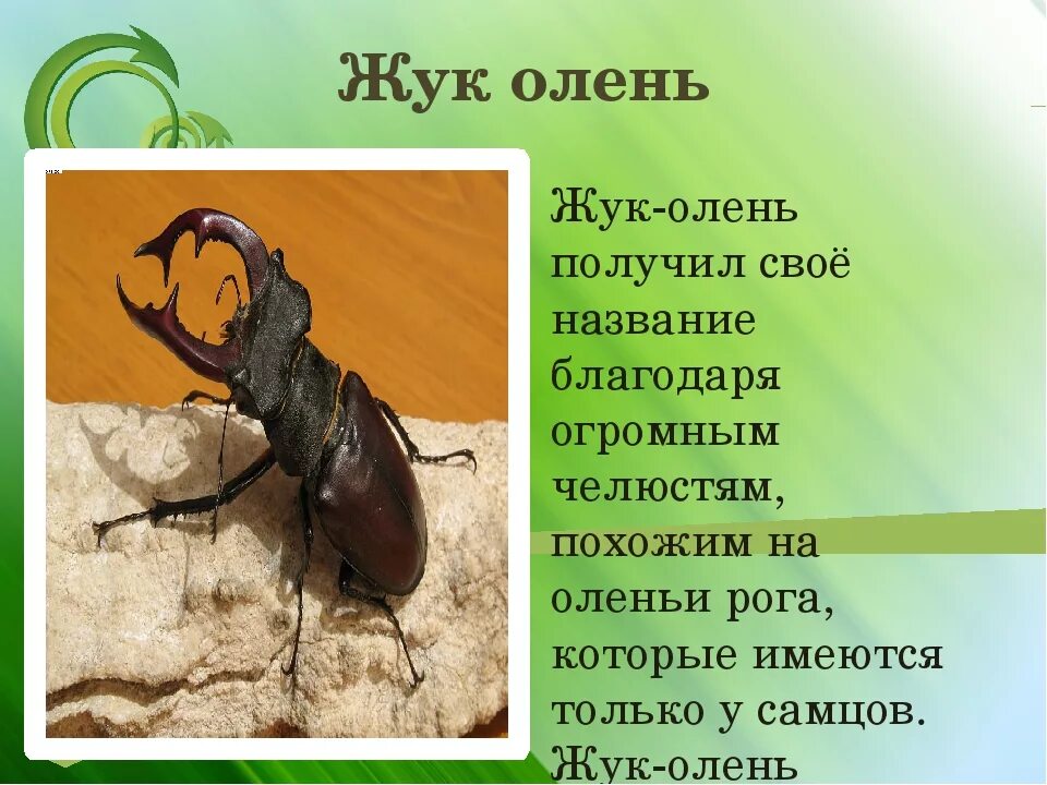 Жуков описание: Соционика. Сенсорно-логический экстраверт Жуков (СЛЭ)