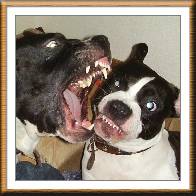 стаффордширский терьер челюсть. стаффордширский бультерьер пасть. стаффордширский бультерьер зубы. американский стаффордширский терьер пасть. американский стаффордширский терьер челюсти.