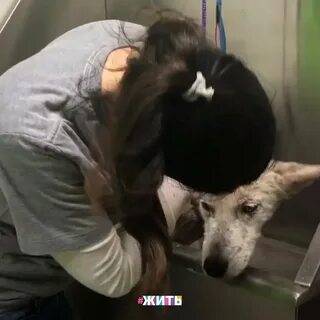 Собака спасла женщину