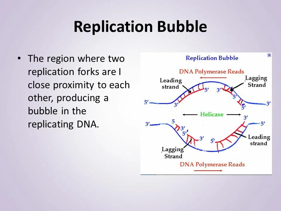 Replicate